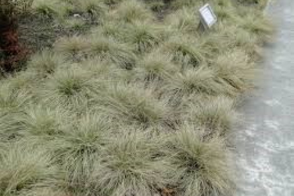 Carex comans Green.jpg