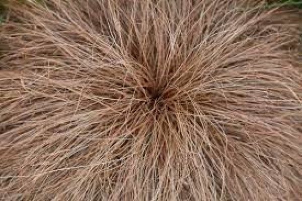 Carex flagellifera.jpg