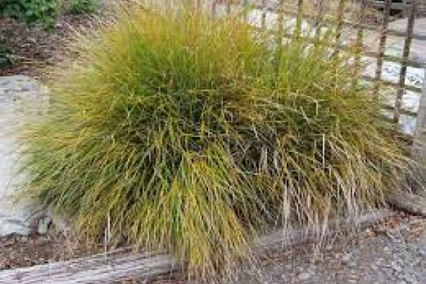 Carex lessoniana.jpg