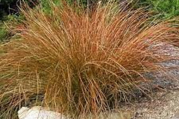 Carex testacea.jpg