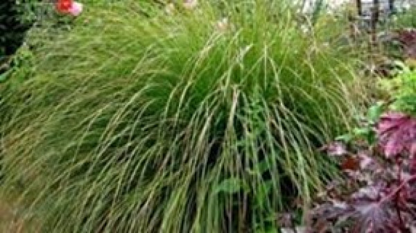 Carex virgata.jpg
