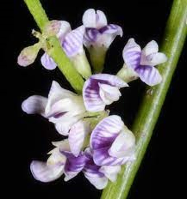 Carmichaelia australis.jpg