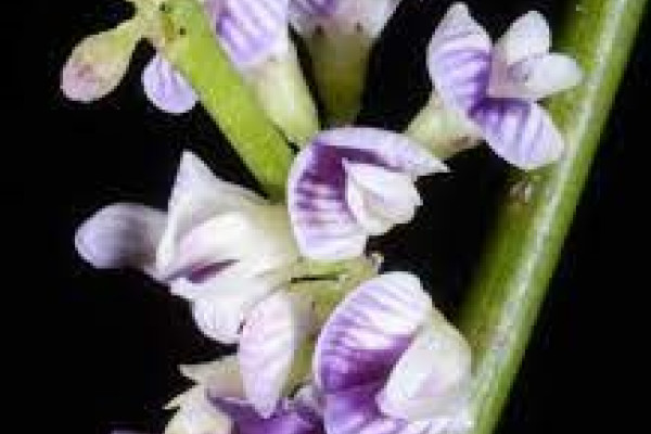 Carmichaelia australis.jpg