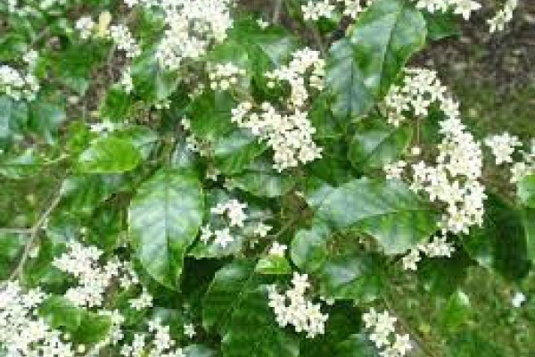 Carpodetus serratus.jpg