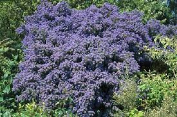 Ceanothus 'Blue Cushion'.jpg