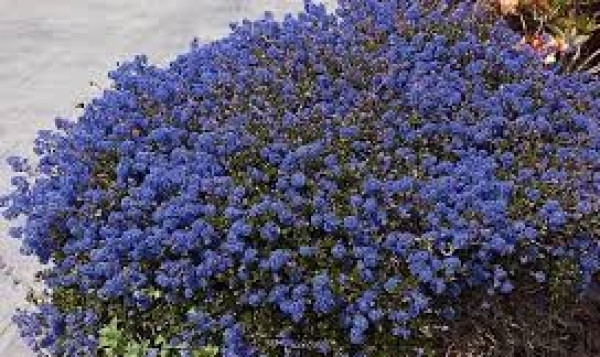 Ceanothus 'Blue Sapphire'.jpg