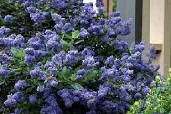 Ceanothus griseus 'Yankee Point'.jpg