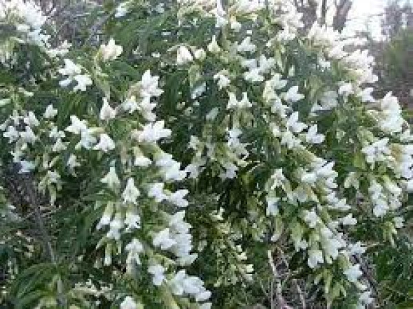 Chamaecytisus palmensis.jpg