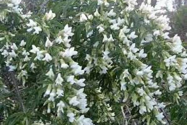 Chamaecytisus palmensis.jpg