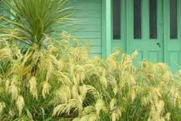 Chionochloa flavicans.jpg