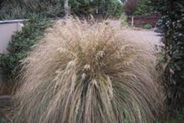 Chionochloa rubra.jpg