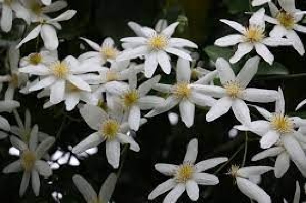Clematis paniculate.jpg