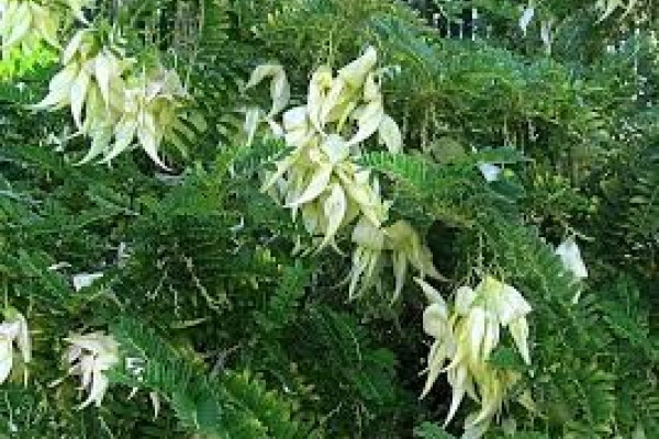 Clianthus puniceus Albus.jpg