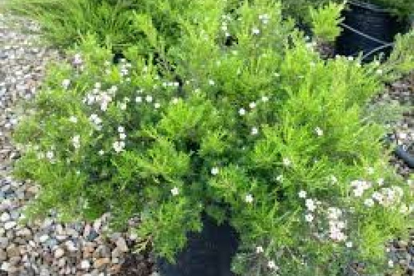 Coleonema compactum.jpg