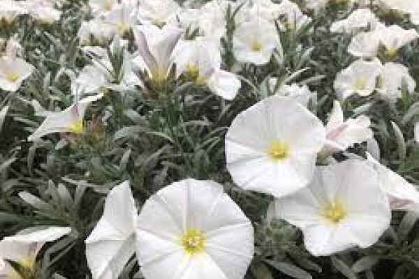 Convovulus cneorum.jpg