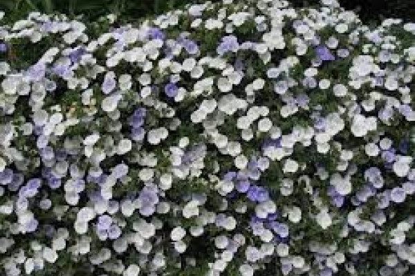 Convovulus Two Moons.jpg