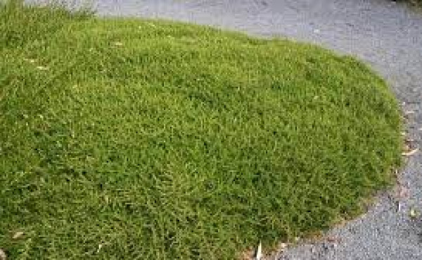 Coprosma acerosa Hawera.jpg