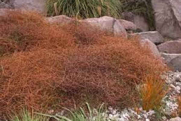 Coprosma acerosa.jpg