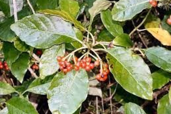 Coprosma grandiflora.jpg