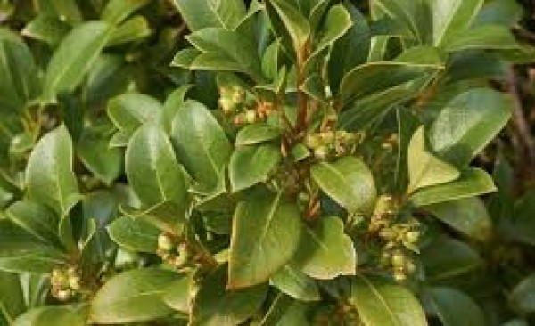 Coprosma lucida.jpg