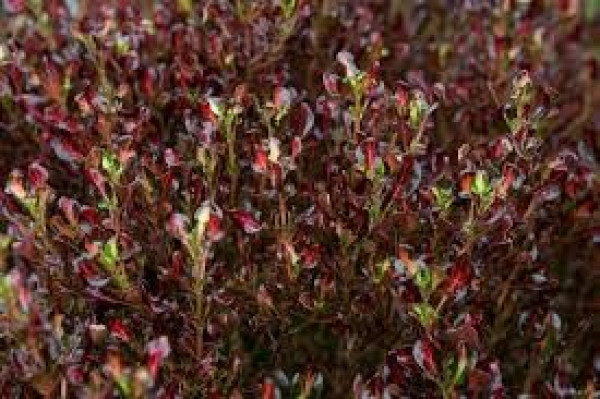 Coprosma Pacific Sunrise.jpg