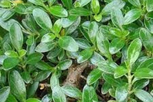 Coprosma prostrata.jpg