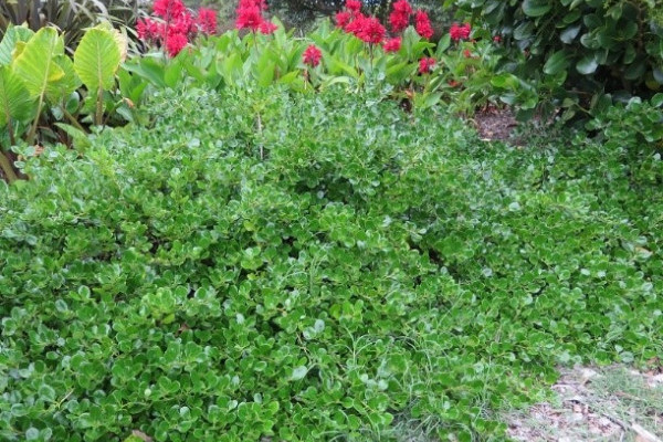 Coprosma repens prostrata.jpg