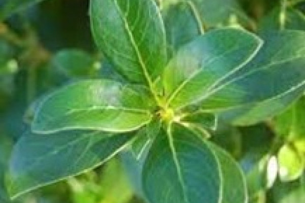 Coprosma robusta.jpg