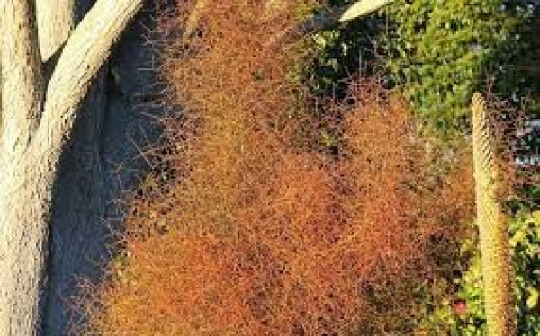 Coprosma virescens.jpg