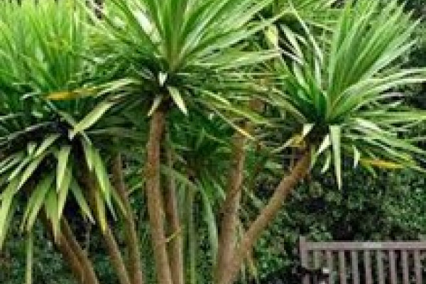 Cordyline australis.jpg