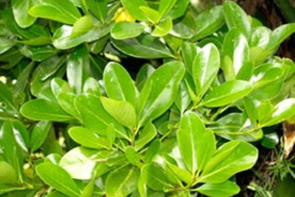 Corynocarpus laevigatus.jpg